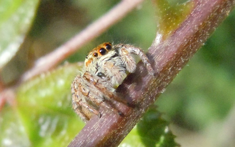 Carrhotus xanthogramma - Riserva degli Astroni (NA)